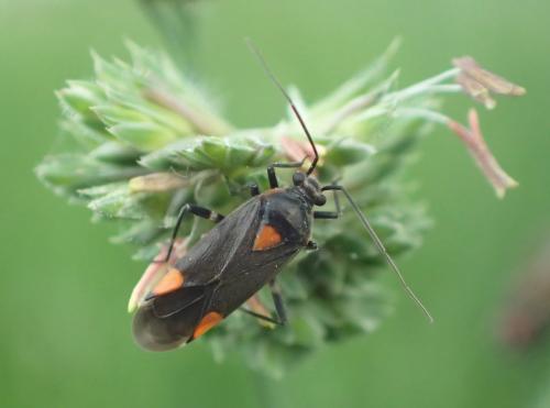 Réf. 197 445 : Capsodes flavomarginatus